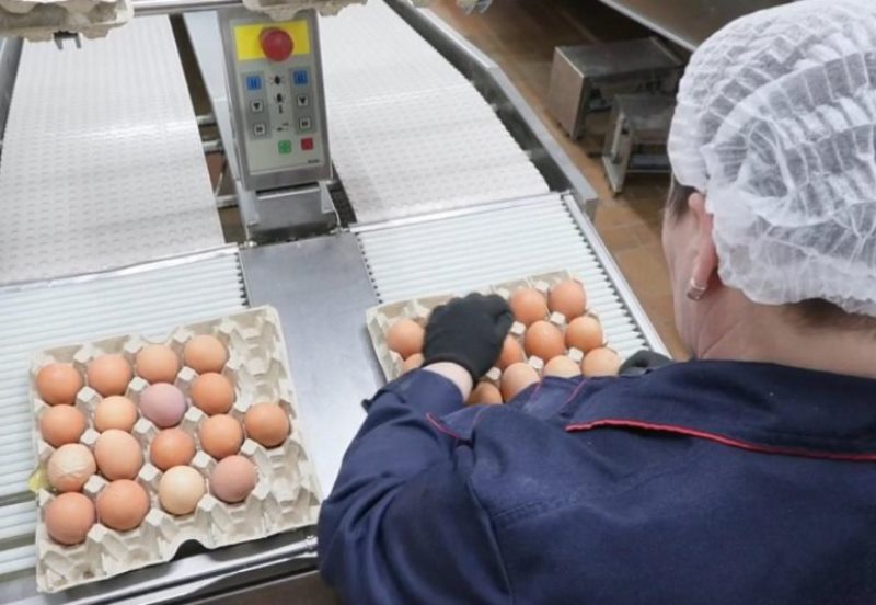 Котласская птицефабрика наращивает производство: в 2025 году на предприятии было произведено почти 90 млн яиц, планы на этот год – 100 млн..